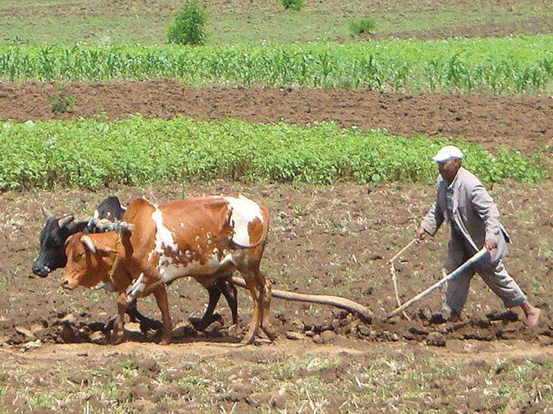 Bull pulling plow | Chinese farmer cultivates rice field 